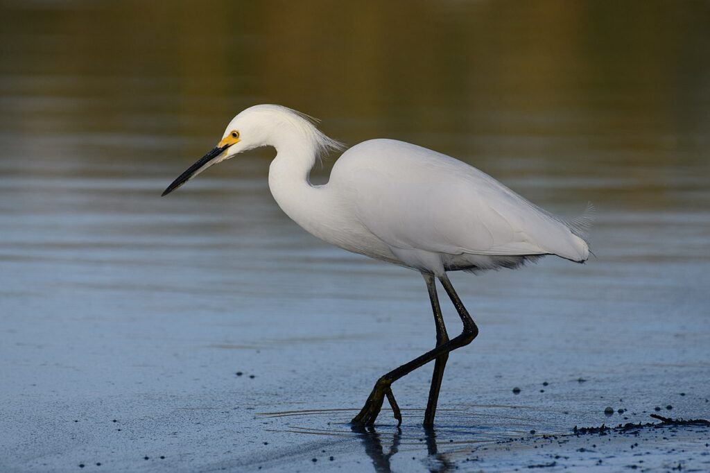 Snowy Egret in the San Pablo Bay