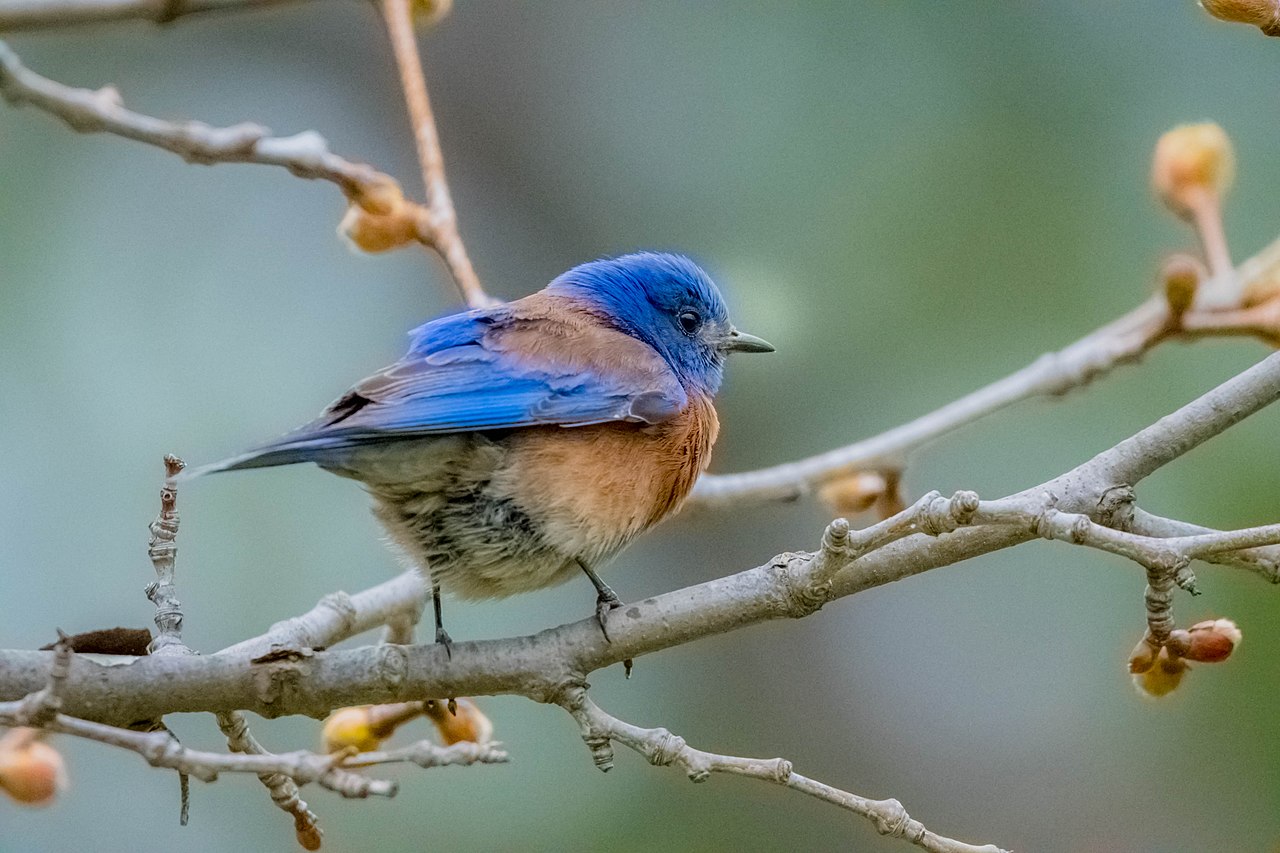 Western Bluebird on branch in Anderson, CA