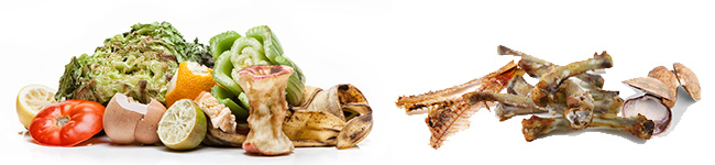 Acceptable food waste for composting - fruits, vegetables, meat and seafood bones, shells