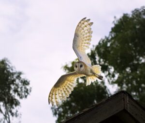 a western barn owl taking flight at guadalupe landfill wildlife habitat