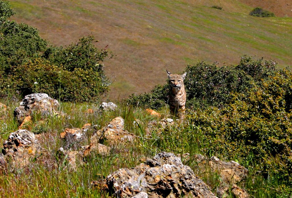 a bobcat amongst rocks and brush at the guadalupe landfills wildlife habitat