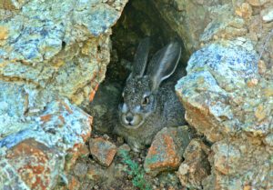 a jackrabbit nestled between rocks at WM's kirby canyon landfill wildlife habitat