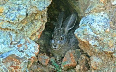 Kirby Canyon’s Certified Wildlife Habitat
