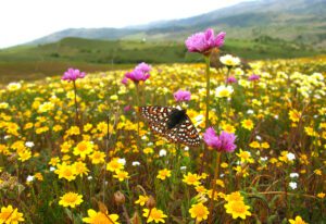 a Bay Checkerspot butterfly amongst yellow and pink wildflowers at WM's kirby canyon landfill wildlife habitat