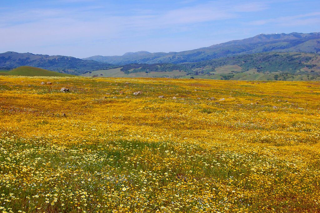 a field of yellow wildflowers at WM's kirby canyon landfill wildlife habitat