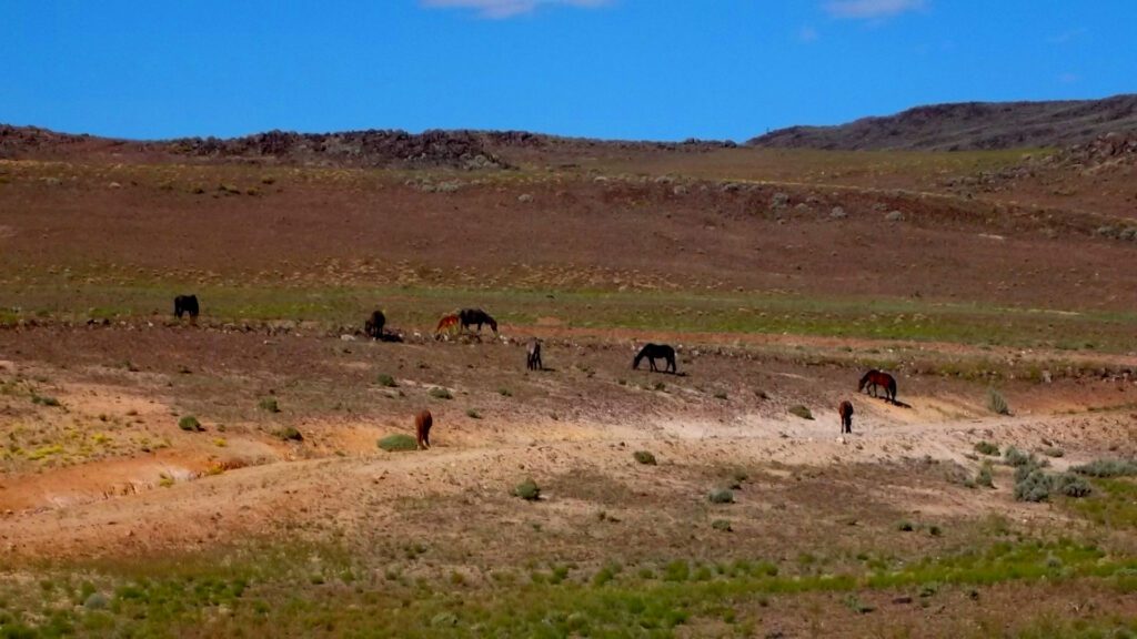 wild mustangs grazing in the desert landscape of northern nevada's lockwood landfill wildlife habitat