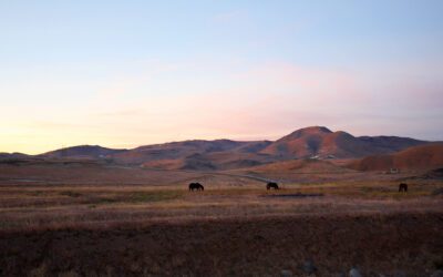 Certified Wildlife Habitat for Wild Mustangs