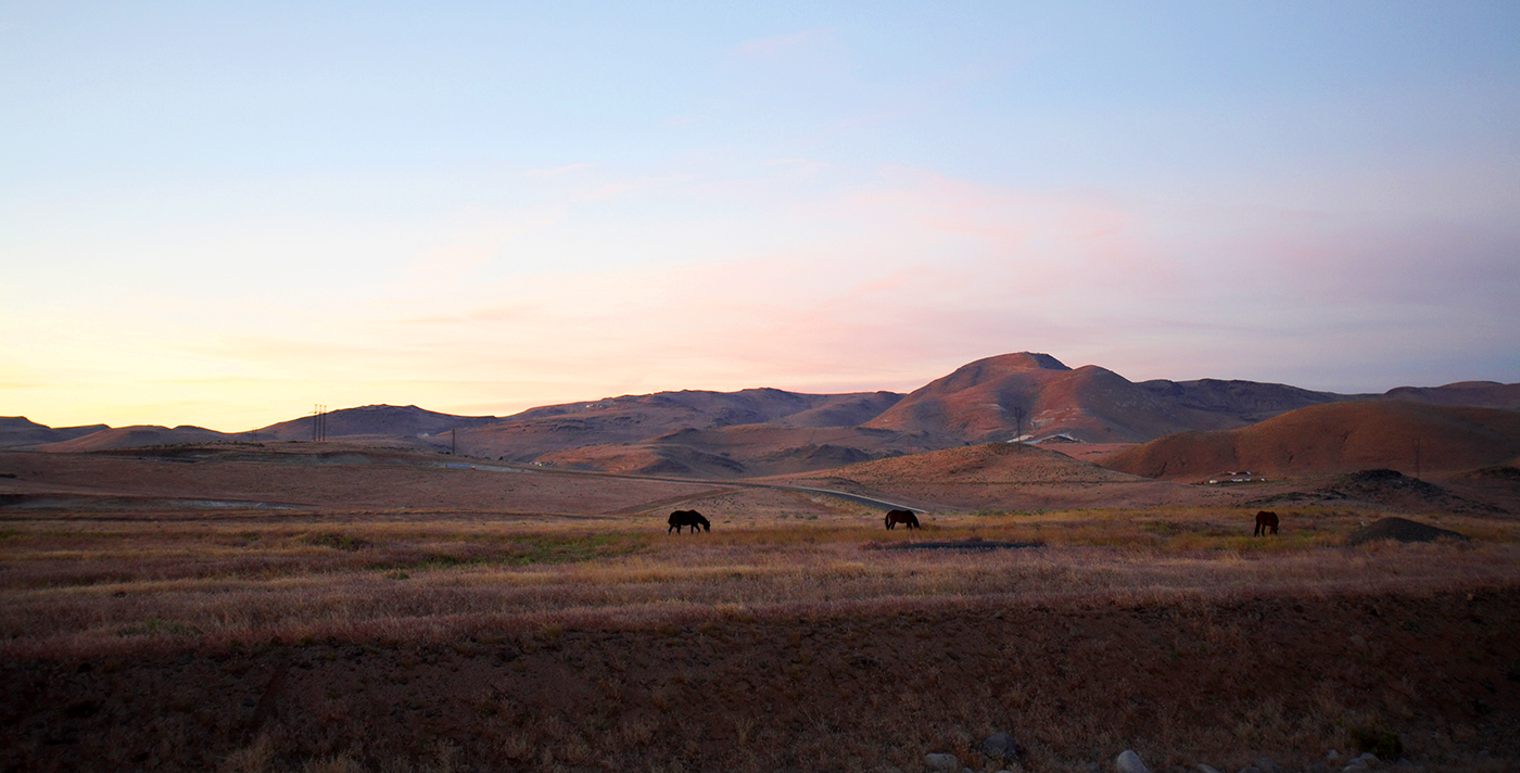 Certified Wildlife Habitat for Wild Mustangs - WM Northern California ...