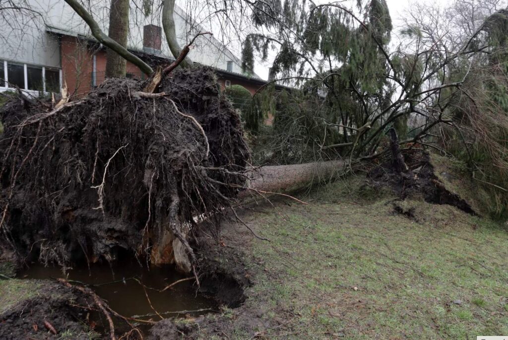 Signs a Tree May Fall: Warning Signs of Tree Failure