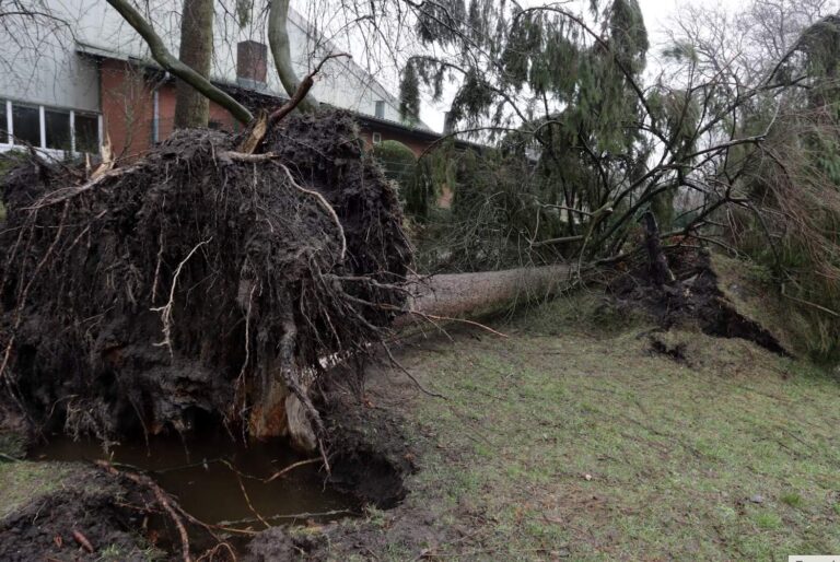 Signs a Tree May Fall: Warning Signs of Tree Failure