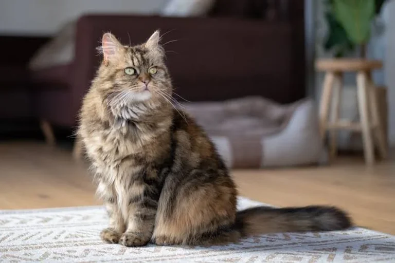 Best Cat Breeds for Renters: Choosing a Cat Landlords Won’t Mind