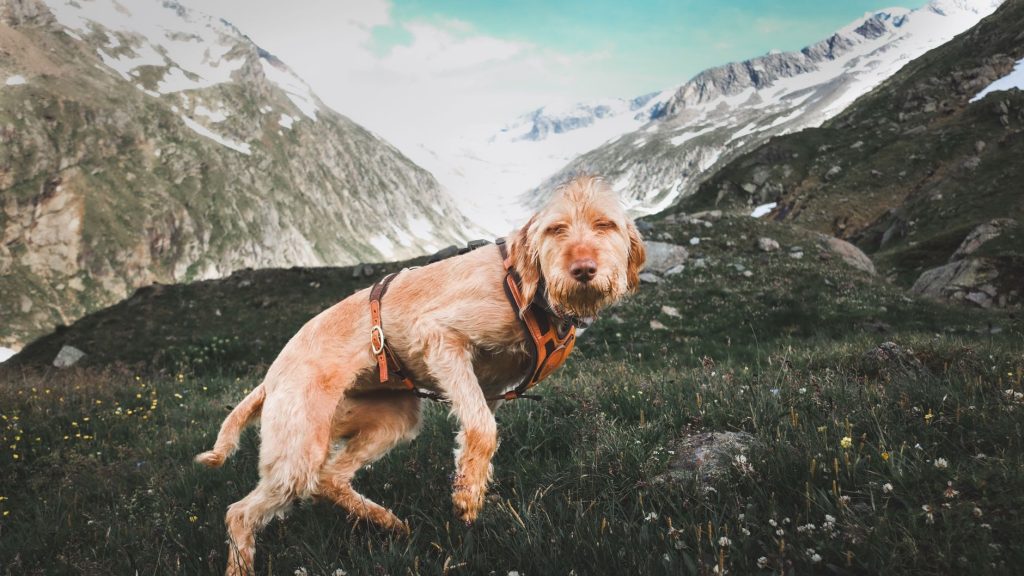 Outdoor Adventures with Dogs: Everything You Need to Know Before You Go